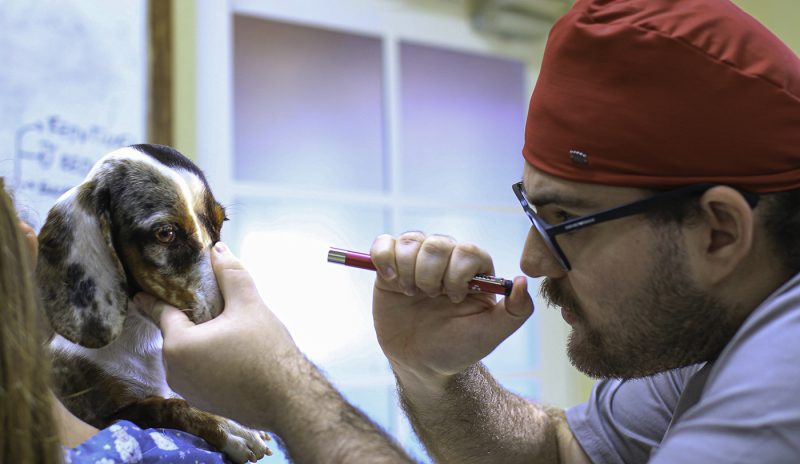 Cão passa por avaliação clínica para a realização da cirurgia | Foto: Bruno Lima