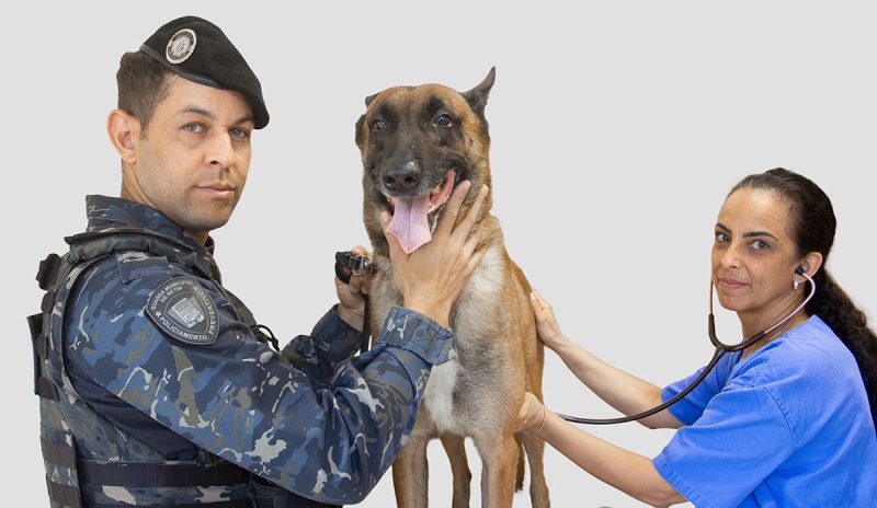A professora Viviana Xavier em atendimento ao cão Tyson, acompanhada por Salvador, integrante da Guarda Municipal de Betim, no Centro Veterinário | Foto: Guilherme Simões